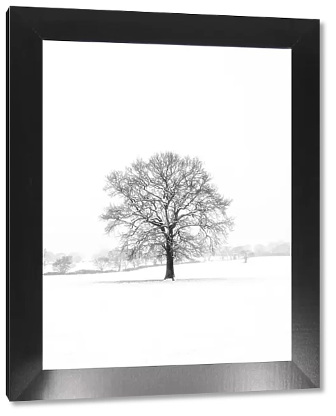 A tree in the snowstorm, Darlands Nature Reserve, Borough of Barnet, London, England
