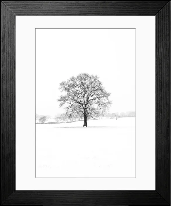 Framed Print : A tree in the snowstorm, Darlands Nature Reserve, Borough of Barnet, London, England Framed Print : A tree in the snowstorm, Darlands Nature Reserve, Borough of Barnet, London, England