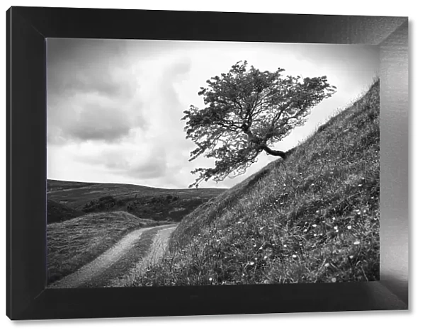 A tree on a slope, Peak District National Park, Derbyshire, England