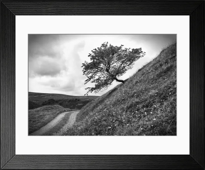 Framed Print : A tree on a slope, Peak District National Park, Derbyshire, England Framed Print : A tree on a slope, Peak District National Park, Derbyshire, England