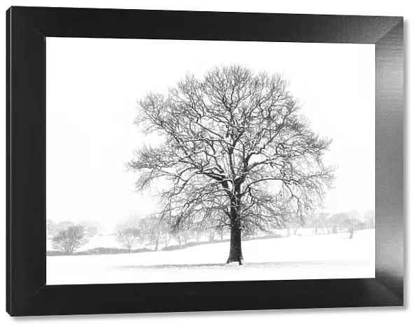 A tree in the snowstorm, Darlands Nature Reserve, Borough of Barnet, London, England