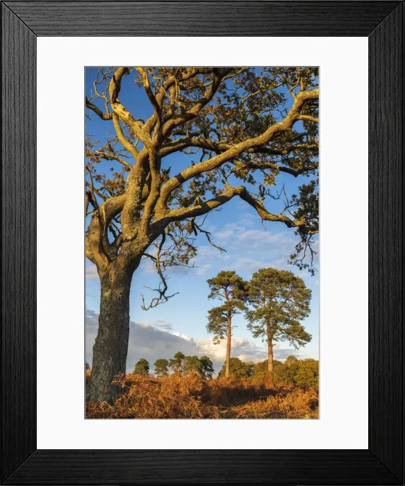Framed Print : Heathland trees in the New Forest National Park, Hampshire, England Framed Print : Heathland trees in the New Forest National Park, Hampshire, England