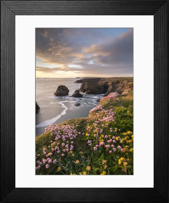 Framed Print : Spring wildflowers on the dramatic clifftops of North Cornwall at sunset, England Framed Print : Spring wildflowers on the dramatic clifftops of North Cornwall at sunset, England