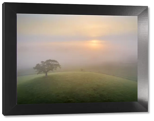 Lone hill top tree at sunrise on a misty summer morning, Devon, England