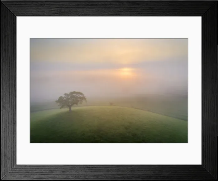 Framed Print : Lone hill top tree at sunrise on a misty summer morning, Devon, England Framed Print : Lone hill top tree at sunrise on a misty summer morning, Devon, England