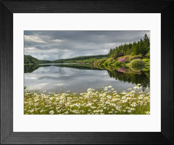 Framed Print : Wildflower daisies on the banks of Kennick Reservoir in Dartmoor National Park, Devon Framed Print : Wildflower daisies on the banks of Kennick Reservoir in Dartmoor National Park, Devon