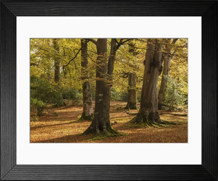 Framed Print : Mature deciduous woodland in the New Forest National Park, Hampshire, England Framed Print : Mature deciduous woodland in the New Forest National Park, Hampshire, England