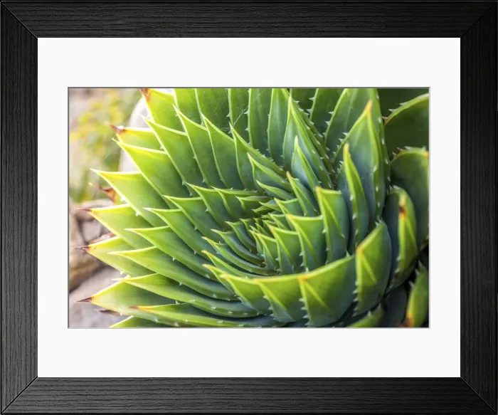 Framed Print : Houseleek plants in the garden of St. Michael`s Mount, Cornwall, England Framed Print : Houseleek plants in the garden of St. Michael`s Mount, Cornwall, England