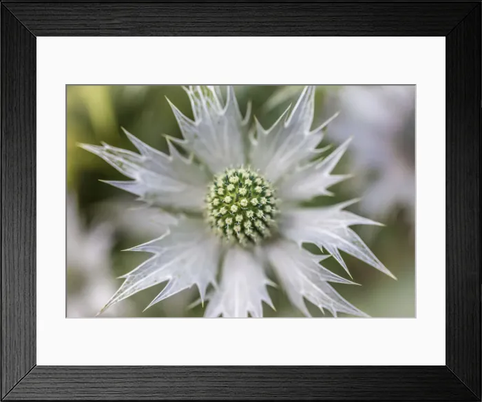Framed Print : Ornamental thistle in Sissinghurst Castle Garden, England Framed Print : Ornamental thistle in Sissinghurst Castle Garden, England