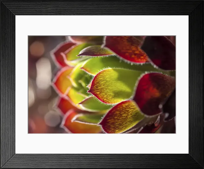 Framed Print : Houseleek plants in the garden of St. Michael`s Mount, Cornwall, England Framed Print : Houseleek plants in the garden of St. Michael`s Mount, Cornwall, England