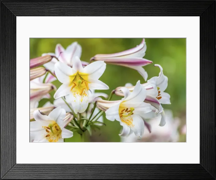 Framed Print : Lilies in Sissinghurst Castle Garden, England Framed Print : Lilies in Sissinghurst Castle Garden, England