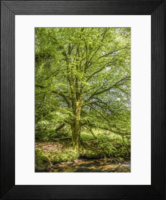 Framed Print : Large beech trees on the Fowey River at St Neots, Bodmin Moor, Cornwall, England Framed Print : Large beech trees on the Fowey River at St Neots, Bodmin Moor, Cornwall, England