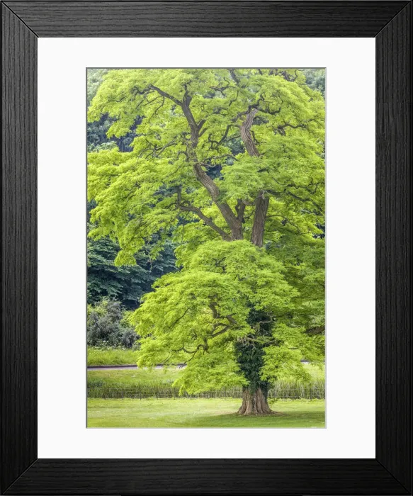 Framed Print : Black Locust in the park at Castle Combe Manor House, Wiltshire, England Framed Print : Black Locust in the park at Castle Combe Manor House, Wiltshire, England