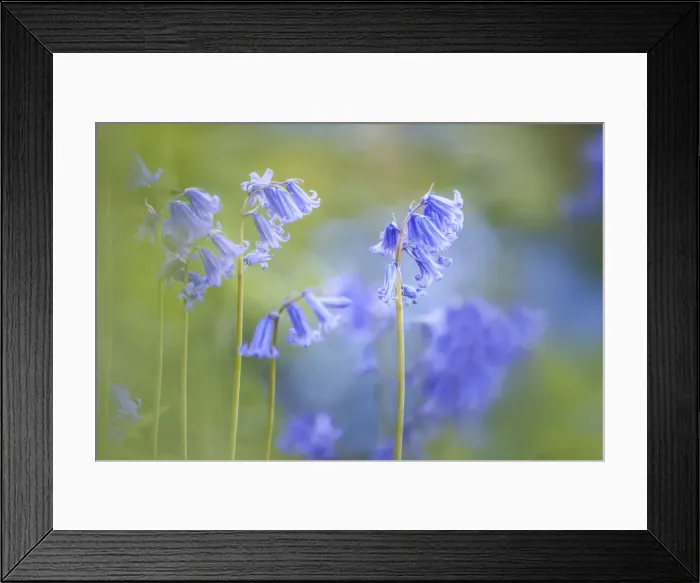 Framed Print : English Bluebells in Woodchester Park, Nympsfield, Gloucestershire, England