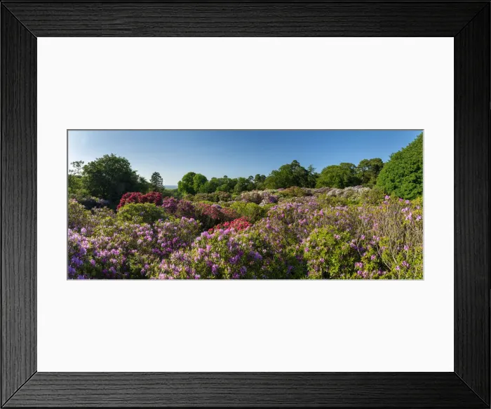 Framed Print : Rhododendrons in Sheringham Park, Norfolk, England Framed Print : Rhododendrons in Sheringham Park, Norfolk, England