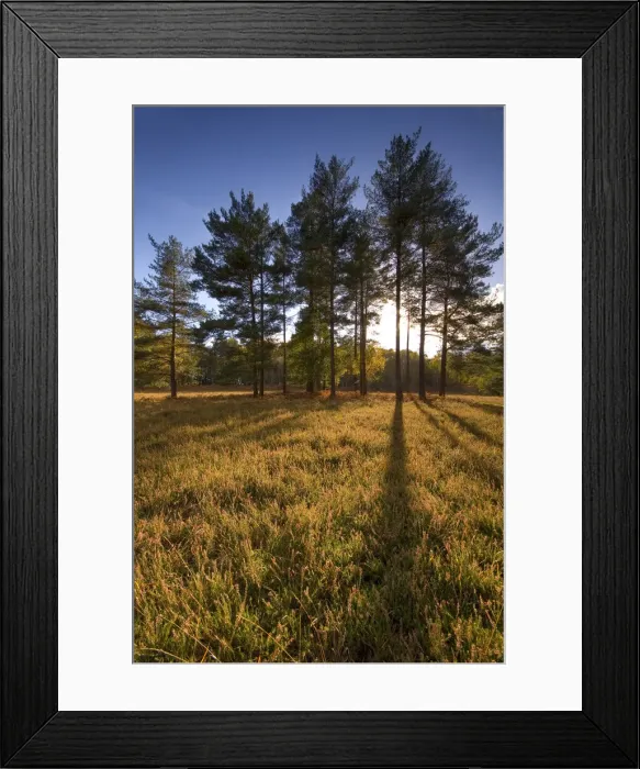 Framed Print : Landscape in New Forest National Park, Hampshire, England Framed Print : Landscape in New Forest National Park, Hampshire, England
