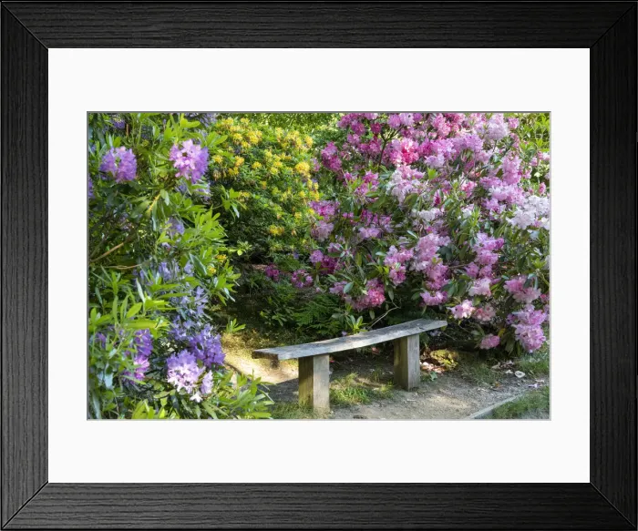 Framed Print : Bench & Rhododendrons, Sheringham Park, Norfolk, England Framed Print : Bench & Rhododendrons, Sheringham Park, Norfolk, England