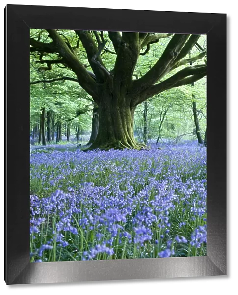Bluebells, Bulbarrow Woods, Dorset, England