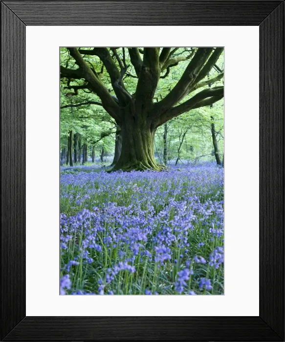 Framed Print : Bluebells, Bulbarrow Woods, Dorset, England Framed Print : Bluebells, Bulbarrow Woods, Dorset, England