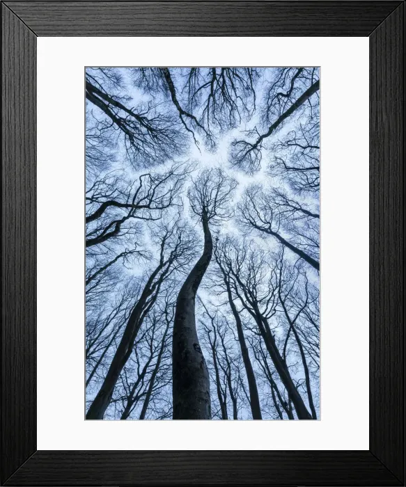 Framed Print : Canopy of Beech (Fagus sylvatica) forest in winter showing canopy shyness Framed Print : Canopy of Beech (Fagus sylvatica) forest in winter showing canopy shyness