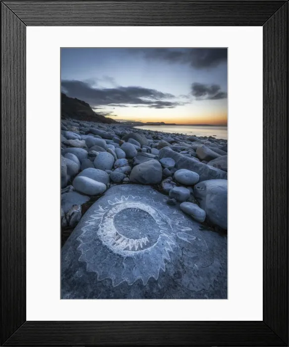Framed Print : Ammonite Fossil, Ammonite Graveyard, Monmouth Beach, Lyme Regis, Dorset, England, UK Framed Print : Ammonite Fossil, Ammonite Graveyard, Monmouth Beach, Lyme Regis, Dorset, England, UK