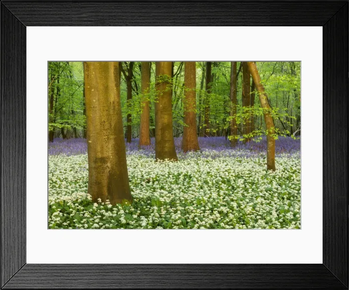 Framed Print : Spring flowers in deciduous woodland with Bluebells (Hyacinthoides non-scriptus Framed Print : Spring flowers in deciduous woodland with Bluebells (Hyacinthoides non-scriptus
