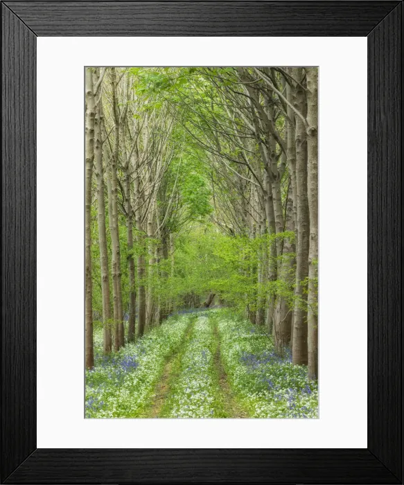 Framed Print : Spring wildflowers and path in broadleaved woodland with Ramsons (Allium ursinum Framed Print : Spring wildflowers and path in broadleaved woodland with Ramsons (Allium ursinum
