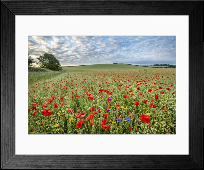 Framed Print : Farmland wildflowers with Chamomile (Chamaemelum nobile) Framed Print : Farmland wildflowers with Chamomile (Chamaemelum nobile)
