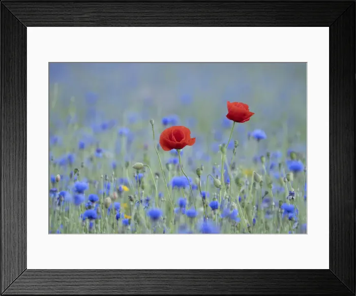 Framed Print : Poppy (Papaver rhoeas) in wildflower meadow surrounded by Cornflower (Centaurea cyanus) Framed Print : Poppy (Papaver rhoeas) in wildflower meadow surrounded by Cornflower (Centaurea cyanus)