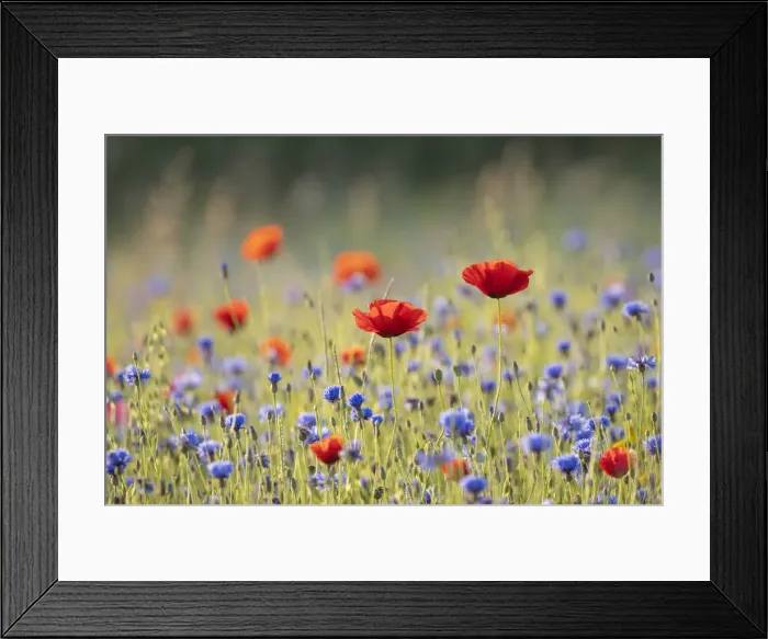 Framed Print : Poppies (Papaver rhoeas) in wildflower meadow surrounded by Cornflower (Centaurea cyanus) Framed Print : Poppies (Papaver rhoeas) in wildflower meadow surrounded by Cornflower (Centaurea cyanus)