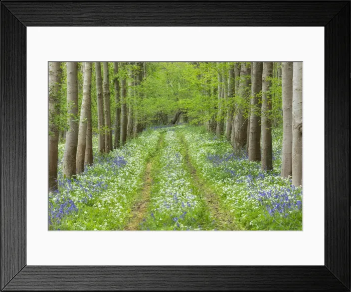 Framed Print : Spring wildflowers and path in broadleaved woodland with Ramsons (Allium ursinum Framed Print : Spring wildflowers and path in broadleaved woodland with Ramsons (Allium ursinum