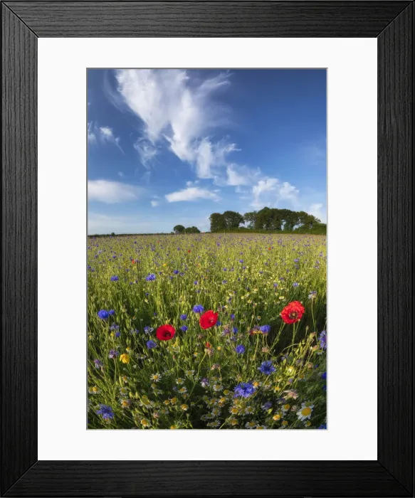Framed Print : Path through wildflower meadow with Chamomile (Chamaemelum nobile) Framed Print : Path through wildflower meadow with Chamomile (Chamaemelum nobile)