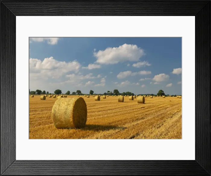 Framed Print : Field of Strawbales, Blofield, Norfolk, England Framed Print : Field of Strawbales, Blofield, Norfolk, England