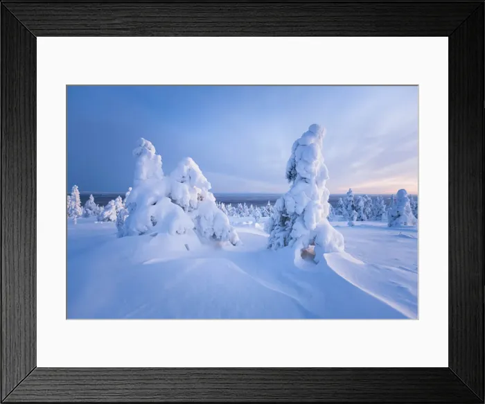 Framed Print : Trees covered by snow. Ruuhitunturi, Lapland. Finland Framed Print : Trees covered by snow. Ruuhitunturi, Lapland. Finland