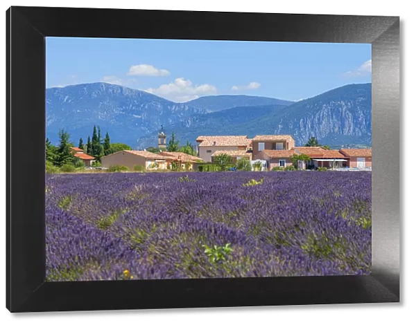 Lavender field with Puimoisson, Provence-Alpes-Cote d'Azur, France