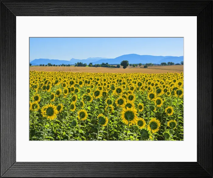 Framed Print : Sunflowers on the Valensole plateau, Provence-Alpes-Cote d'Azur, France