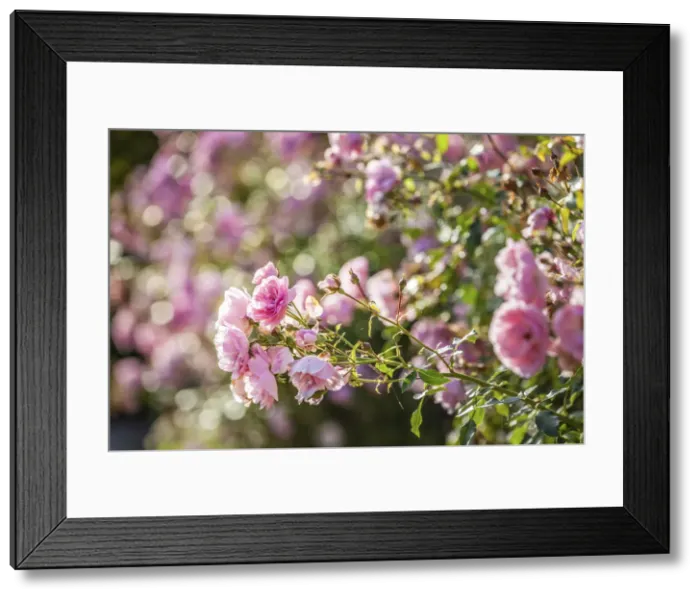 Framed Print : Rose garden in the Jardins de Pays d`Auge, Cambremer, Calvados, Normandy, France