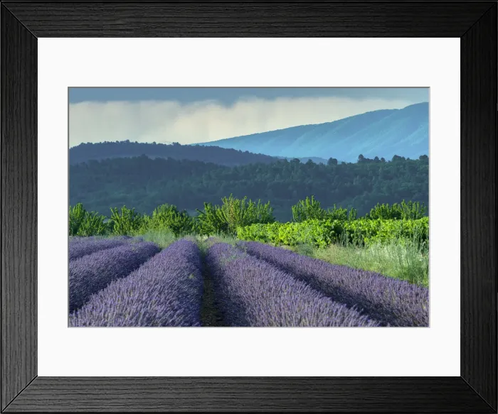 Framed Print : France; Provence; Provence-Alpes-Cote d Azur; Vaucluse; Lavender fields Framed Print : France; Provence; Provence-Alpes-Cote d Azur; Vaucluse; Lavender fields