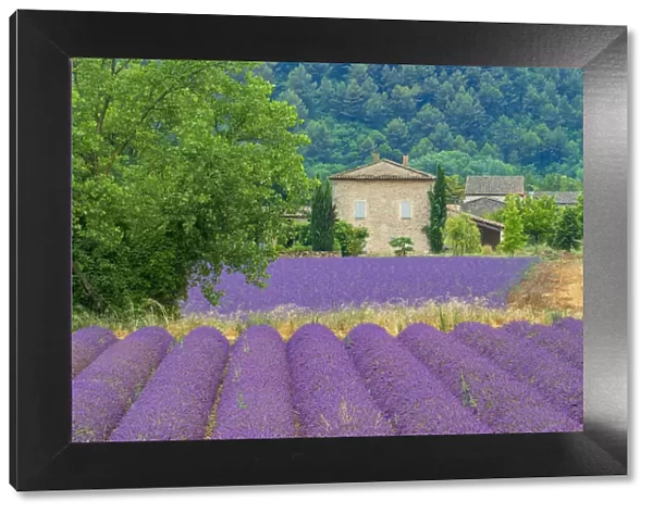 France; Provence; Alpes-de-Haute-Provence, house and lavender