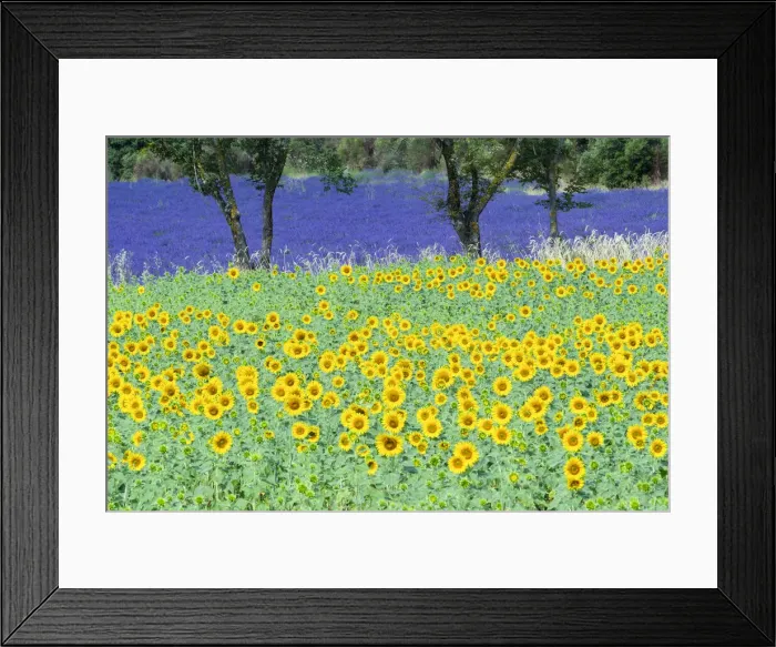 Framed Print : France, Provence, Lavender and Sunsflower field Framed Print : France, Provence, Lavender and Sunsflower field