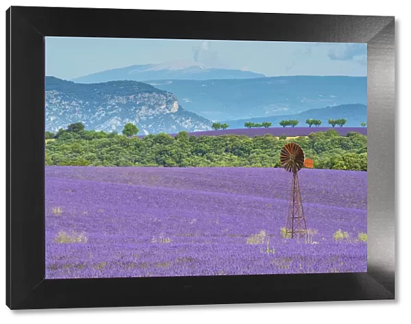 France; Provence; Alpes-de-Haute-Provence, Valensole, lavender filed