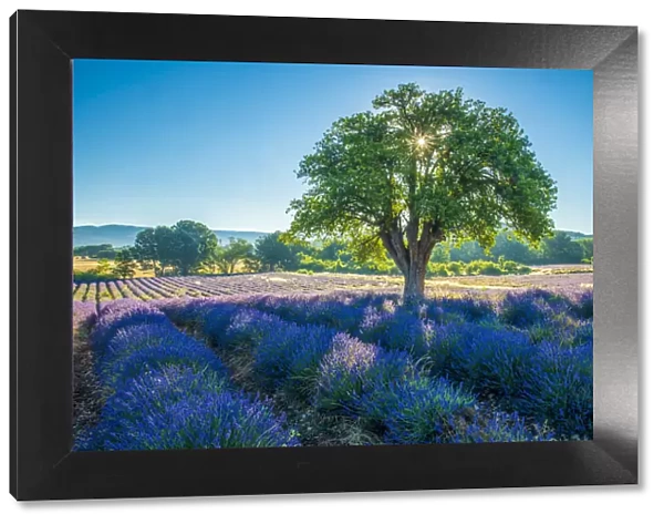France, Provence, Lavender field and tree