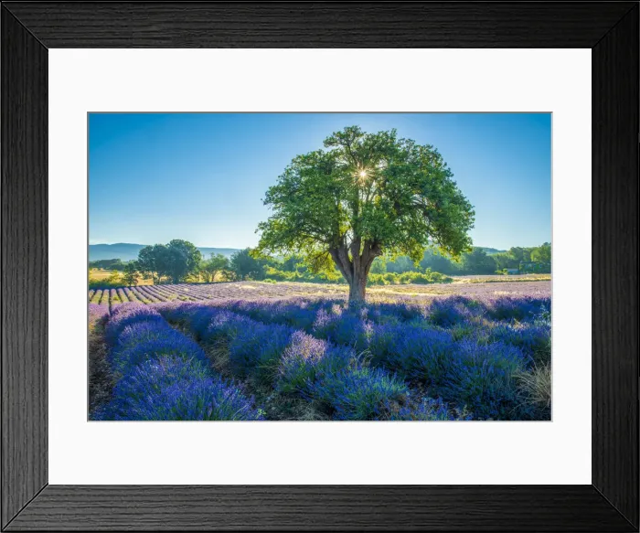 Framed Print : France, Provence, Lavender field and tree Framed Print : France, Provence, Lavender field and tree