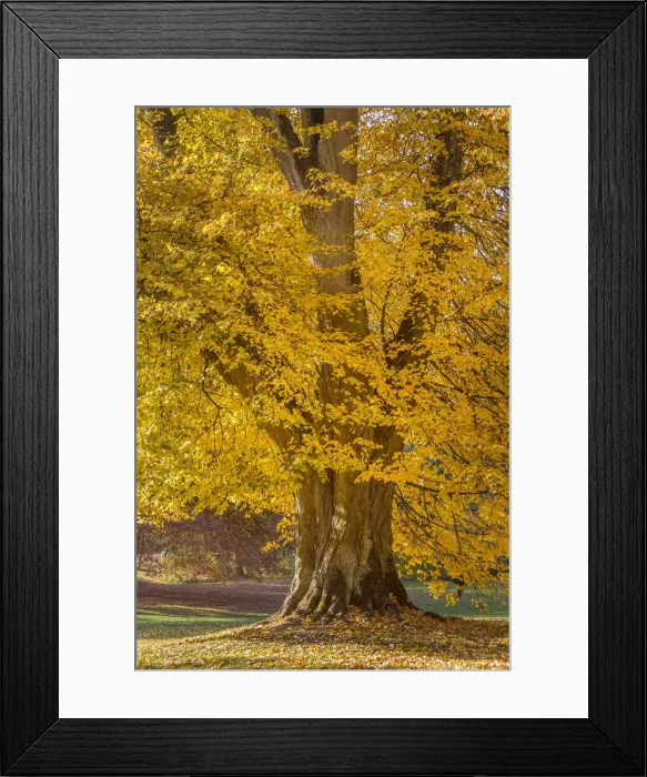 Framed Print : Mighty linden tree in Neropark in autumn, Wiesbaden, Hesse, Germany
