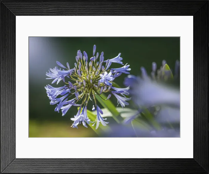 Framed Print : African lilies (Agapanthus) in the park of Favorite Castle near Rastatt Framed Print : African lilies (Agapanthus) in the park of Favorite Castle near Rastatt