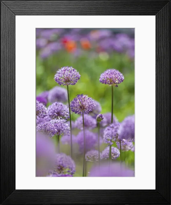 Framed Print : Ornamental onions and tulips, Berlin, Germany Framed Print : Ornamental onions and tulips, Berlin, Germany