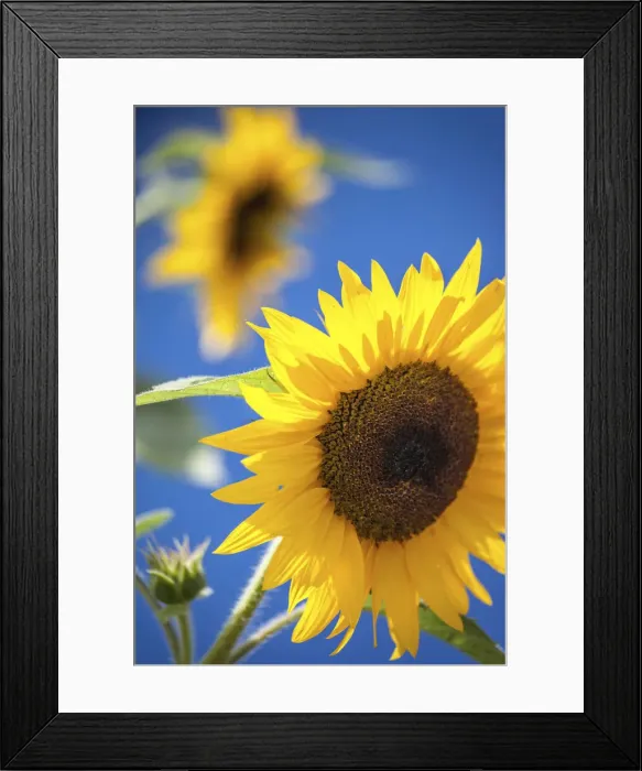 Framed Print : Sunflower against a blue sky, Berlin, Germany Framed Print : Sunflower against a blue sky, Berlin, Germany