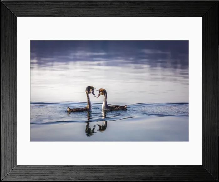 Framed Print : Great crested grebe pair at courtship (Podiceps cristatus