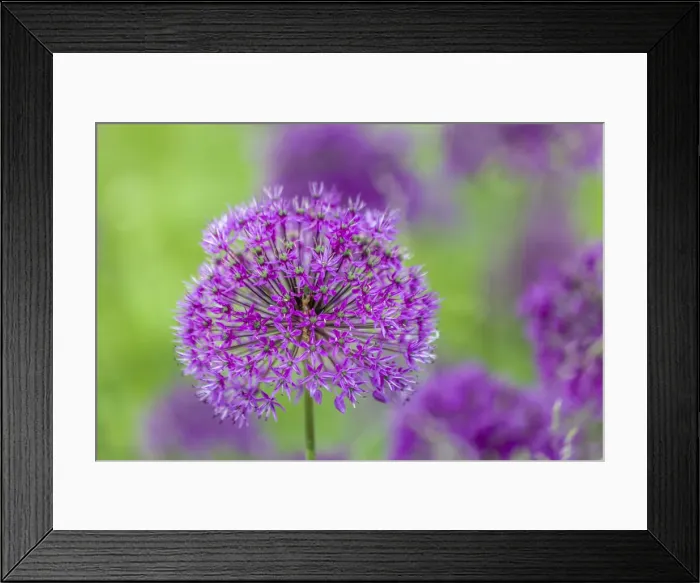 Framed Print : Crimson allium (Allium), Bavaria, Germany