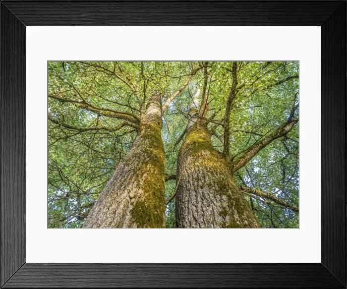 Framed Print : Twin poplars in the park of Hohenkammer Castle, Upper Bavaria, Bavaria, Germany Framed Print : Twin poplars in the park of Hohenkammer Castle, Upper Bavaria, Bavaria, Germany